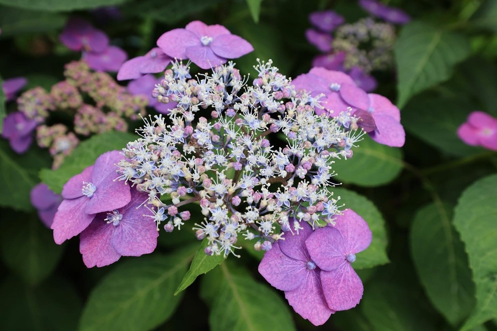 長谷寺の紫陽花