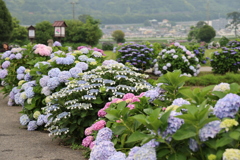 開成町紫陽花祭り