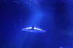 涼を求めて水族館