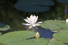 足利フラワーパーク