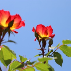 足利フラワーパークにて