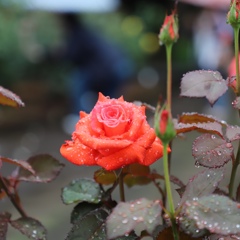 相模原市北公園にて