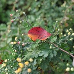 桜と菊