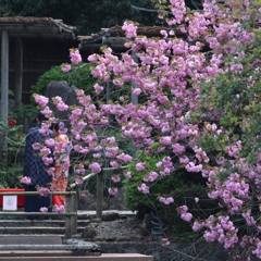 牡丹桜とぼたんと