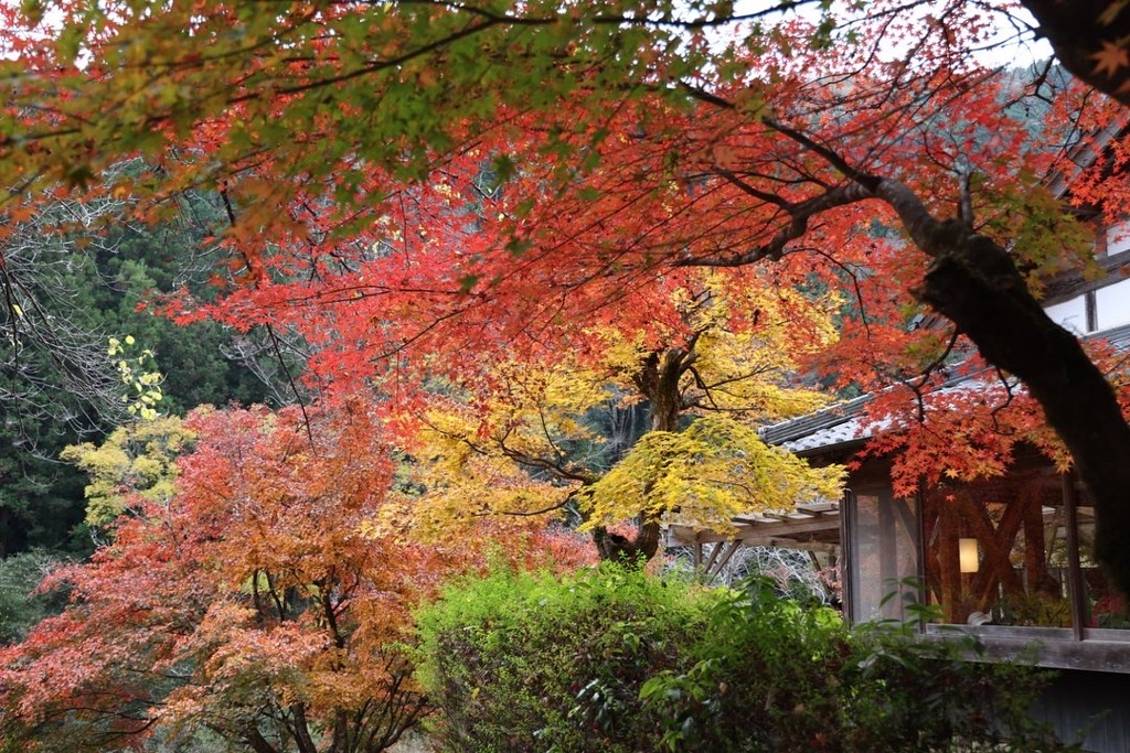 香嵐渓　秋色