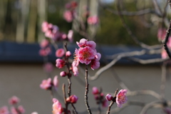 昭和記念公園、盆栽園