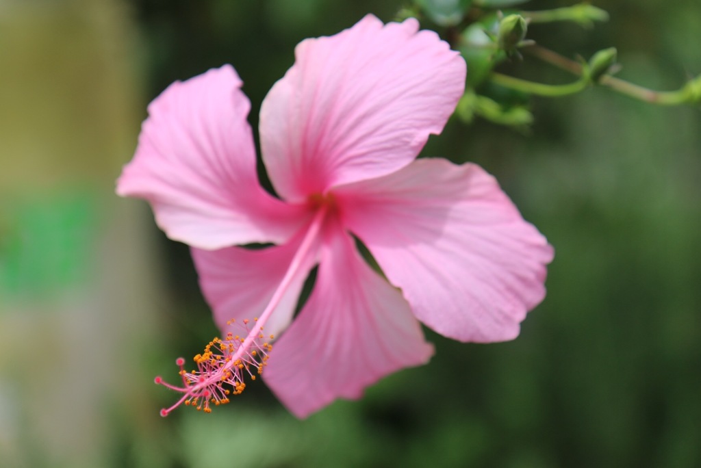 ピンクは見たことがあったかなぁ。