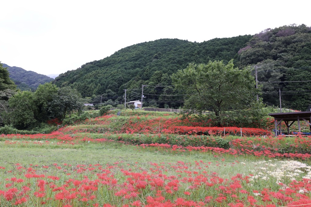 日向薬師周辺の風景