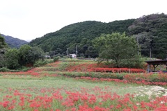 日向薬師周辺の風景