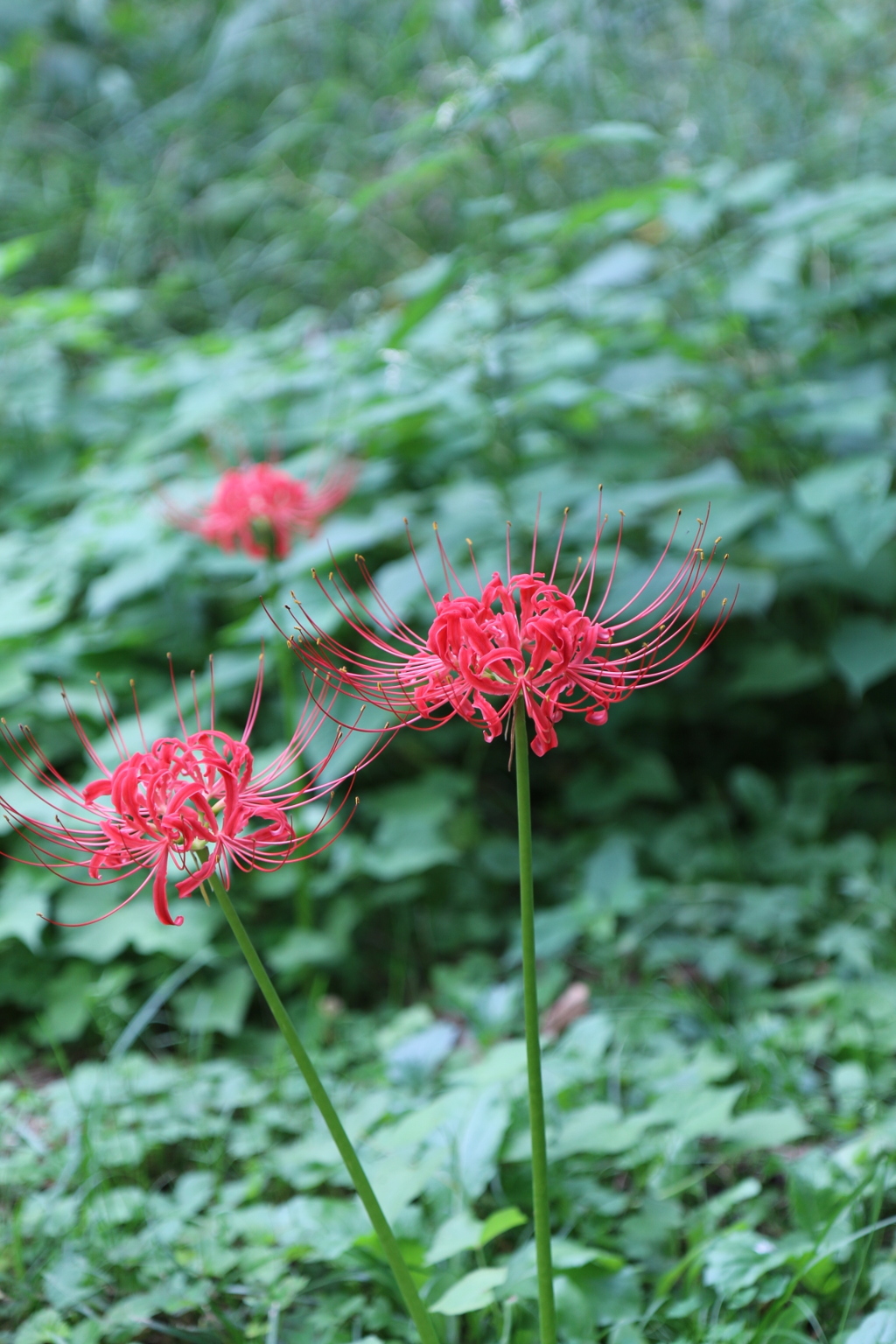 高麗川辺りの曼珠沙華は少しみずみずしいかな