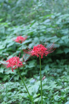 高麗川辺りの曼珠沙華は少しみずみずしいかな