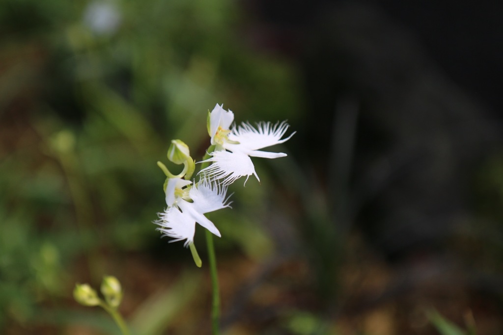 昭和記念公園の鷺草です。二羽と羽根が綺麗に揃っているのはなかなかありませでした。
