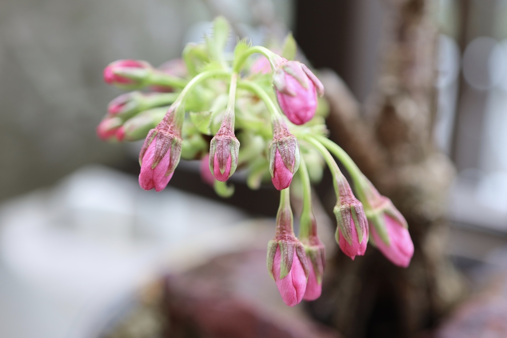 盆栽の桜　溜めの瞬間