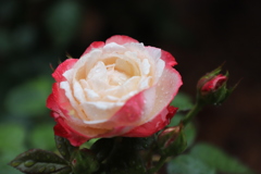 色々な種類があるのですね。