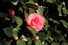 梅祭り、桜まつりのなか頑張っている椿