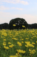 昭和記念公園の黄花コスモス