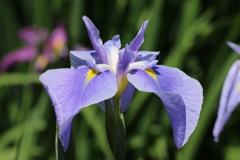 潮来あやめ祭り