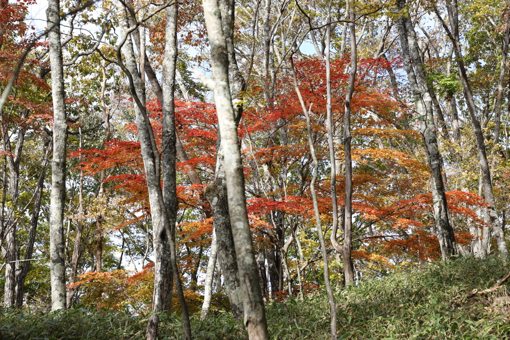 大菩薩峠への道で2