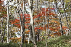 大菩薩峠への道で2