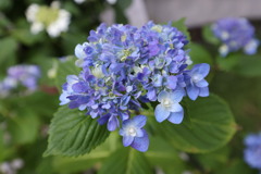 ポーズをとっているモデルのような紫陽花