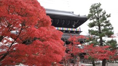 入道雲の様な紅葉　　入道紅葉