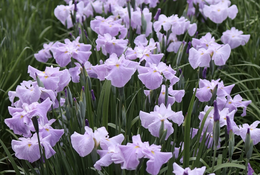 万葉の花　あやめか燕子花