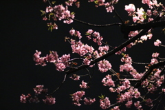 早咲きの桜