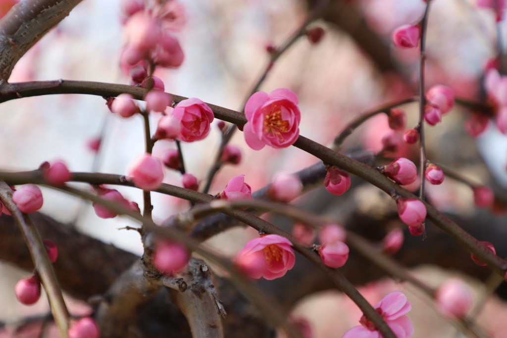 曽我梅まつりより