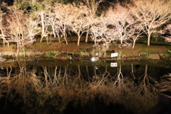 花のある時にみてみたい。なばなの里