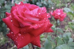 アメにもマケズに輝く…..そんな花でいたい
