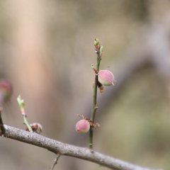 いずれは梅干しへ