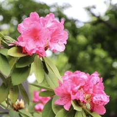 小田原根府川での石楠花