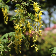 藤(足利フラワーパーク)