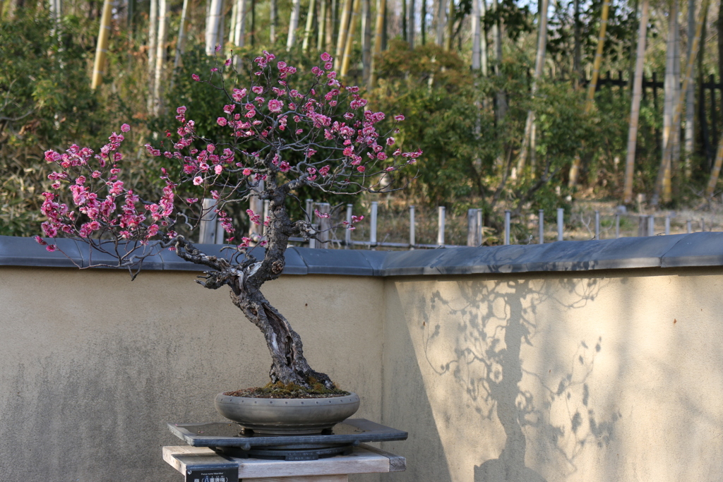 盆栽園、昭和記念公園