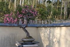 盆栽園、昭和記念公園