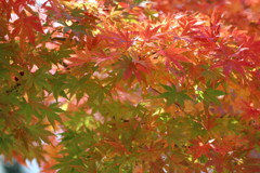 妙義山麓の紅葉
