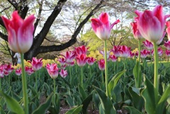 チューリップ