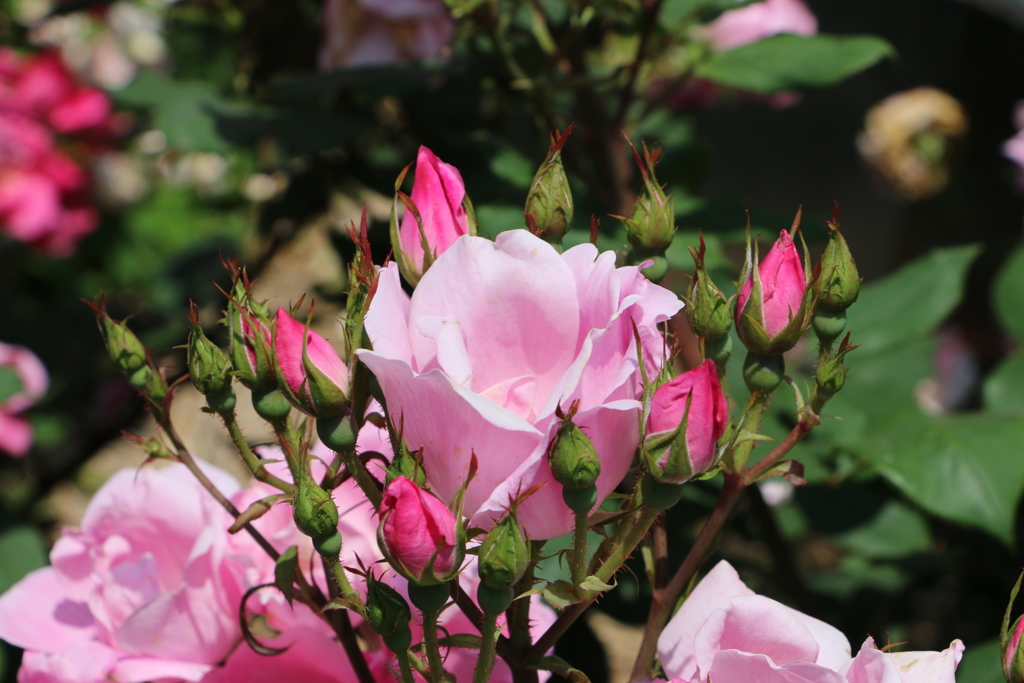 鎌倉文学館の薔薇その二