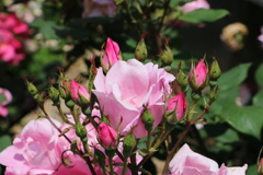 鎌倉文学館の薔薇その二