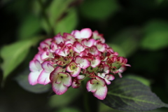 箱根強羅公園の紫陽花