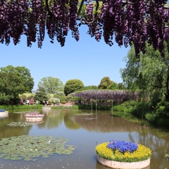 足利フラワーパークにて