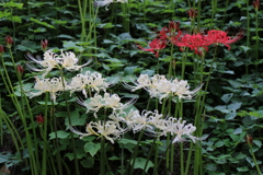 巾着田の曼珠沙華、今年は例年より一週間くらい早かったようです。