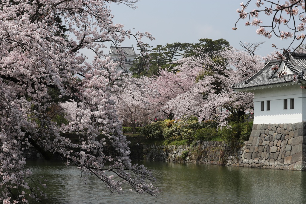 小田原城の桜