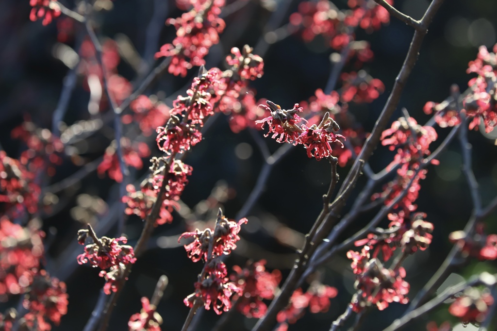 まんさくの花