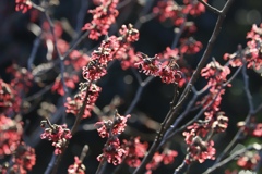 まんさくの花