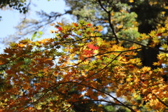 上高地、見上げた紅葉