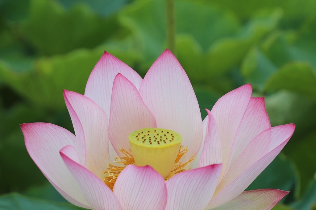 埼玉行田市古代蓮の里