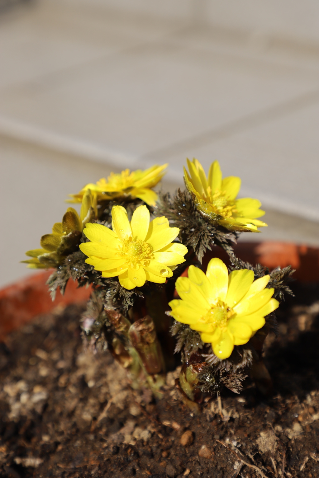 我が家の鉢にも春がきた。