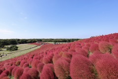 この日を狙って行った日立海浜公園