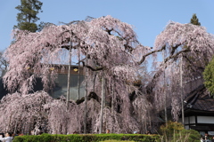 山梨 慈雲寺の枝垂れ桜